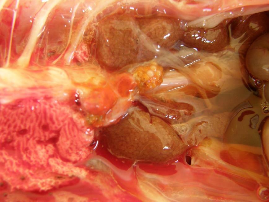 Yellow-brown discoloration is observed in cholaemic nephropathy, as observed in this sable calf with theileriosis (Figure 22), and is due to resorption of bile salts into the renal tubular epithelium.