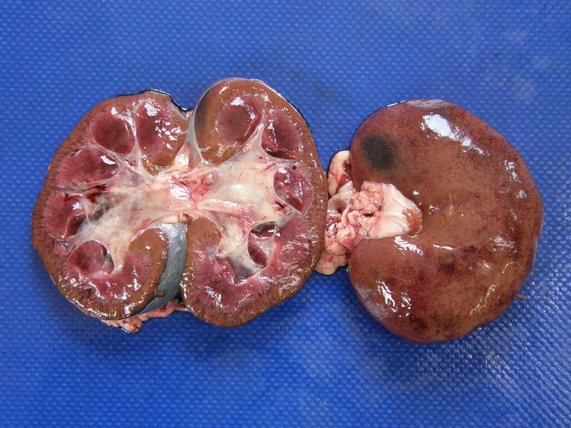This image is of the khaki discoloured kidneys of a Toucan parrot with iron storage disorder (Figure 23). 9.