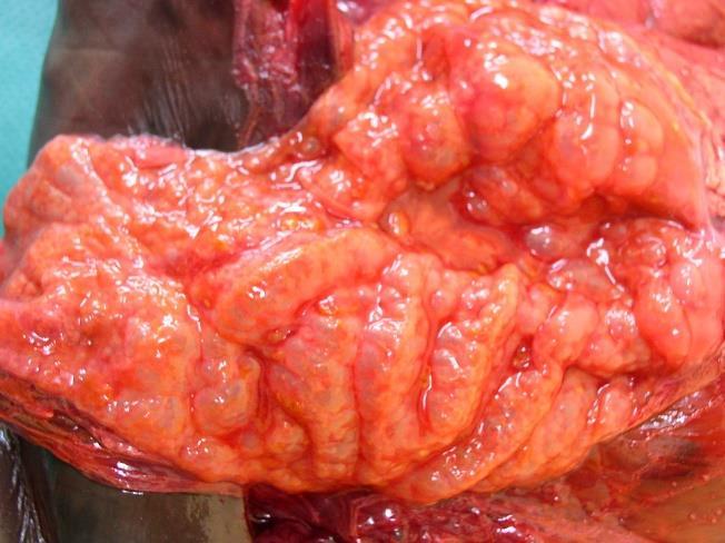 18. Emphysematous cystitis Figure 36 Seen commonly in dogs and cats with diabetes mellitus in some sheep with pulpy kidney associated