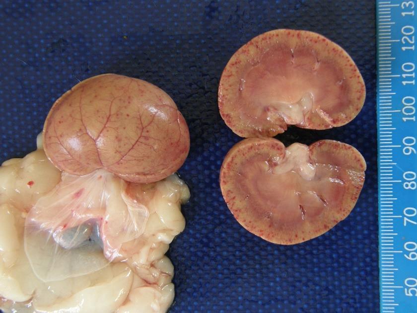 Affected kidneys are diffusely tan, have a waxy firm texture and may be significantly enlarged (Figure 18). 6.