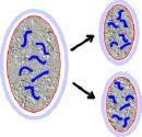 Section I Chromosomes Formation of New Cells by Cell Division New cells are formed when old cells divide. 1.