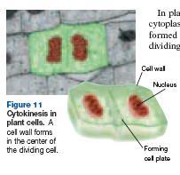 A Difference in Plant Cells A cell plate forms across the middle of the plant cell.