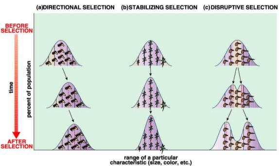Effects of Selection Changes in the average trait of a population DIRECTIONAL SELECTION STABILIZING SELECTION DISRUPTIVE SELECTION