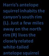 Just a few miles away on the north rim (R) lives the closely related white-tailed antelope squirrel Ecological