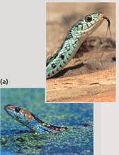 during different times of day, different seasons, or different years 2 species of garter snake, Thamnophis,