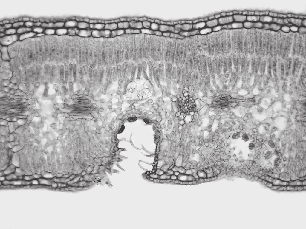 6 3 Nerium oleander is a xerophytic plant. A photomicrograph of a section through the leaf of N. oleander is shown in Fig. 3.1. palisade mesophyll cell vein Fig. 3.1 (a) The leaf shown in Fig. 3.1 has a number of adaptations to reduce water loss by transpiration.