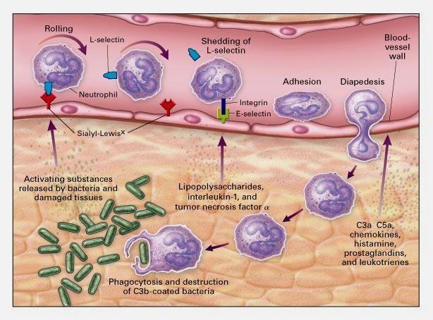 Process of chemotaxis: Rolling on vessel wall It slows down the neutrophils in the blood vessels is the directional movement of an organism (WBCs) in response to a chemical stimulus (substances