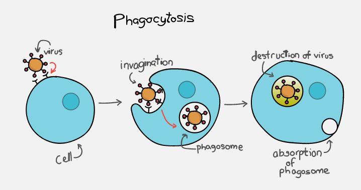 Phagocytosis After they reach the inflammation site, phagocytic cells (neutrophils & macrophages) start the process of