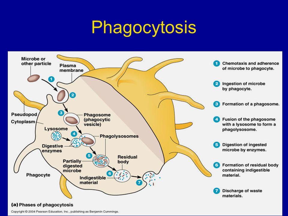 phagosome. Note: First, the invader gets phagocyted, then engulfed in phagosomes.