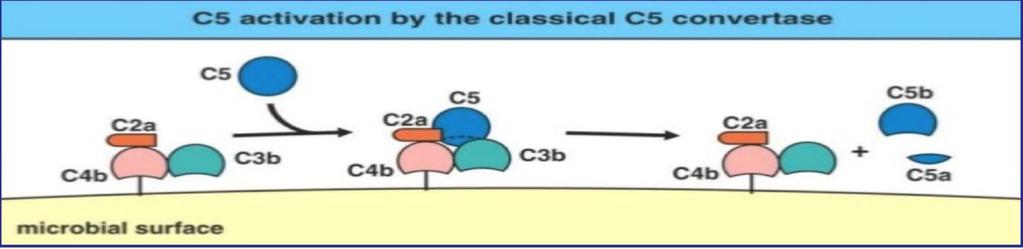 The complement system C5 activation: C5 Convertase C5 activation: The (C4b,C2a,C3b) complex works as a C5