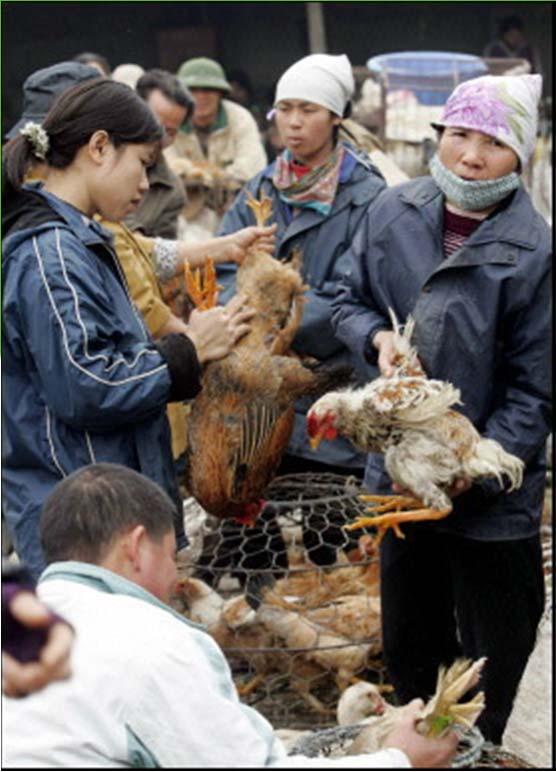 poultry trade HPAI H5N1 virus has been isolated from two mountain hawk eagles illegally imported to Belgium