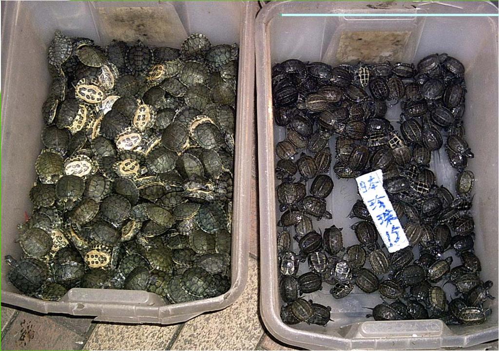 In 1975, U.S. FDA banned the trade of small turtles.