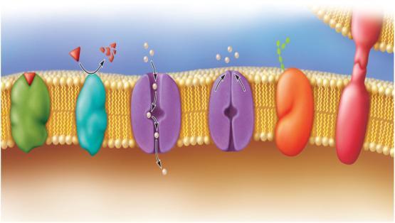 Membrane Protein Functions 1. Transport s 2. Receptor Proteins 3.