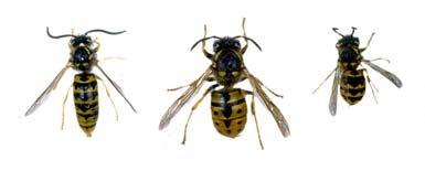 19 Condition Categories (Learning Example: HCCs) Image source: https://commons.wikimedia.org/wiki/file:csiro_scienceimage_56_hierarchy_of_european_wasps.jpg Where are HCCs Used in Inpatient Settings?
