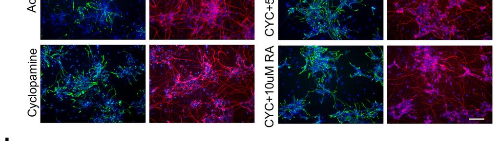 This data indicates that cyclopamine and RA cooperate to induce neuronal differentiation and the levels of differentiation they induce are similar to those induced by Activin (nestin + /β-iii-tubulin