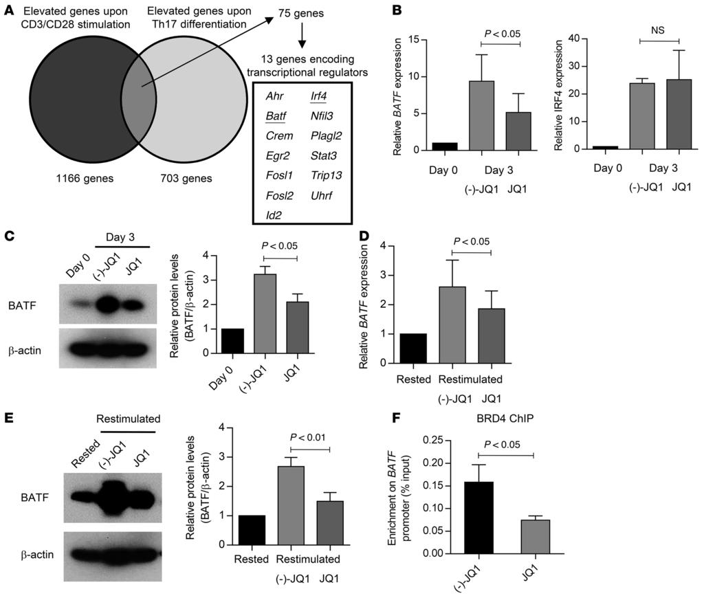 The Journal of Clinical Investigation RESEARCH ARTICLE Figure 6. BATF expression is downregulated by JQ1 treatment.