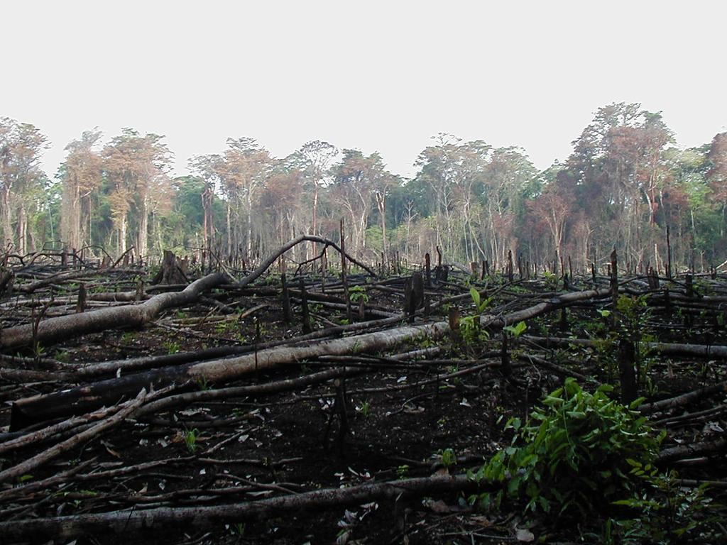 Forests like this one in the Congo have