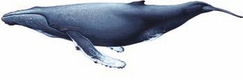 5m Slender, torpedo shape with pale V shoulder blaze Bottlenose dolphin Tursiops truncatus Large, stocky (adult 2.