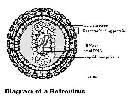 MedChem 401~ Retroviridae Retroviruses plus-sense RNA genome (!