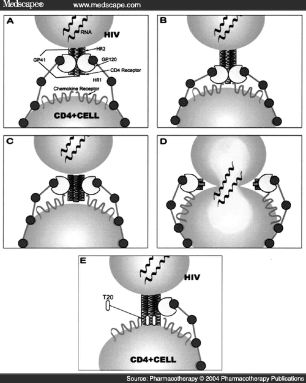 Viral Protease Inhibitors Nelfinavir Amprenavir Indinavir Lopinavir Viral Fusion Inhibitors Enfuvirtide