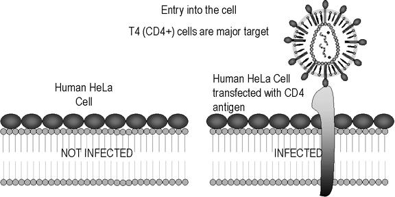 HIV Cell Entry The viral gp120 glycoprotein binds to the CD4 receptor to initiate virus infection (found on T lymphocytes) The CD4 receptor is necessary, but not sufficient for infection HIV Cell