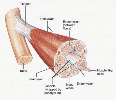 Hypertrophy: Increase in muscle fiber size Muscle fiber