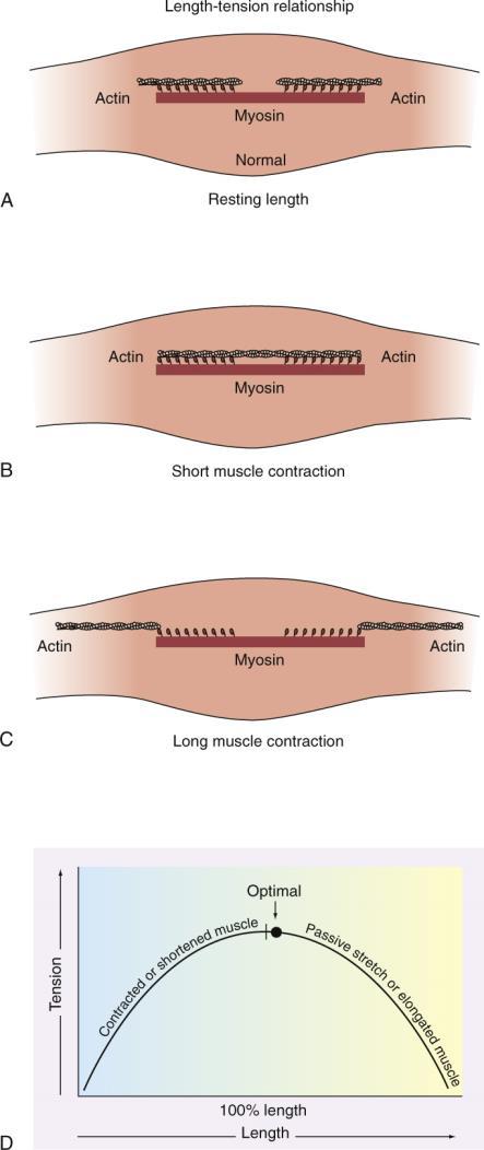 Length and Tension Direct link between tension development and length of the muscle If shortened, or lengthened