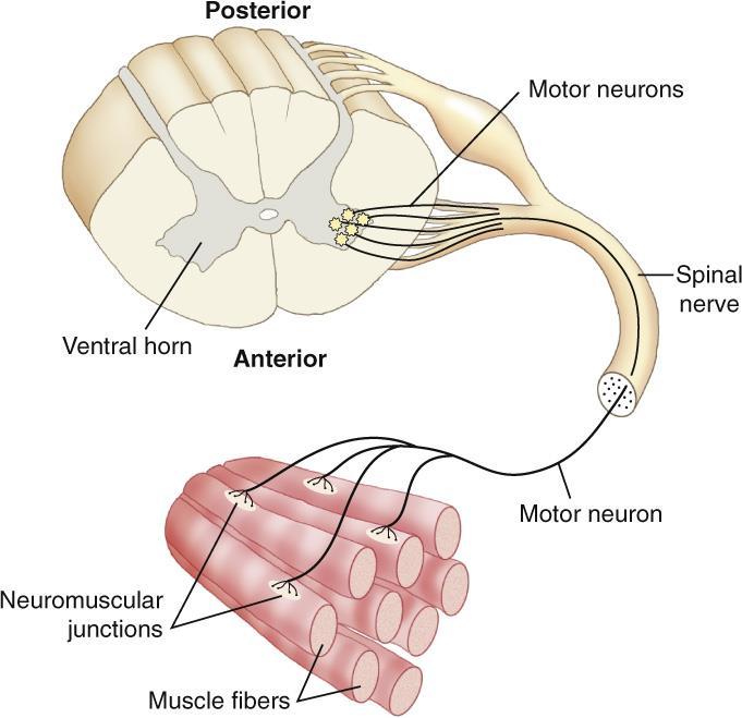 Innervation A motor point is where a motor neuron enters a