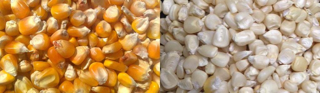 Do White and Yellow Maize have the same nutritional value?