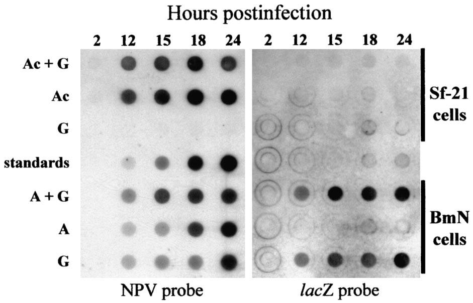 13058 KAMITA ET AL. J. VIROL. FIG. 3. Dot blot hybridization of total cell DNAs isolated from 10 4 Sf-21 or BmN cells at 2, 12, 15, 18, or 24 h p.i. with AcMNPV and virus G (Ac G), AcMNPV (Ac), virus G (G), viruses A and G (A G), or virus A (A).
