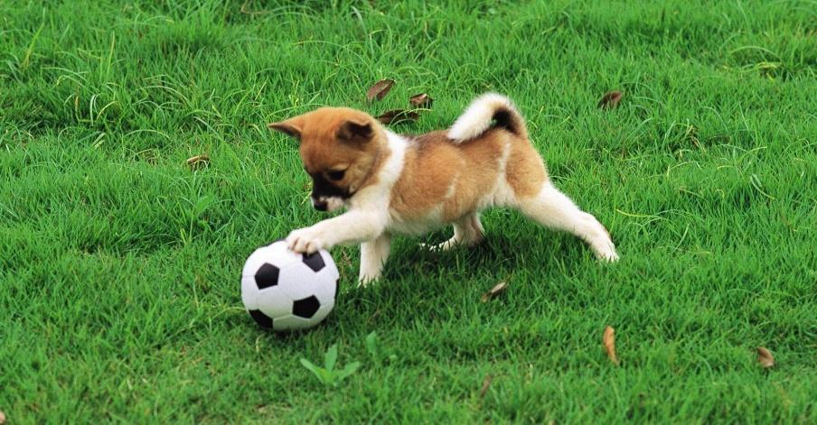 {a field,, a small dog,, a football, } Candidate Pool {.