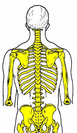 THORACIC VERTEBRAE ARE STABILIZE BY