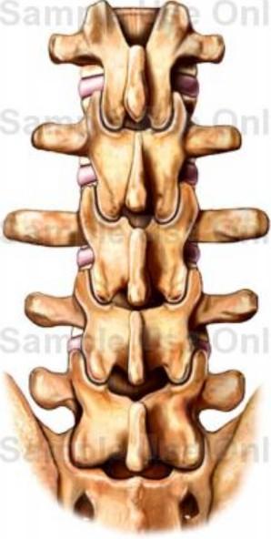 posterior view Articular processes in sagittal