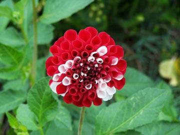 Example - red and White flowers combine to produce pink flowers Codominance: a