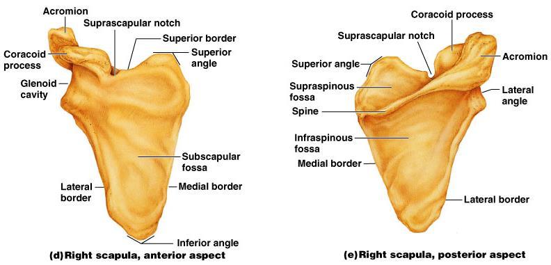 Scapulae (Shoulder Blades) The scapulae are triangular, flat bones lying on the dorsal surface of the rib cage, between the second and seventh ribs Scapulae have three borders and three angles Major