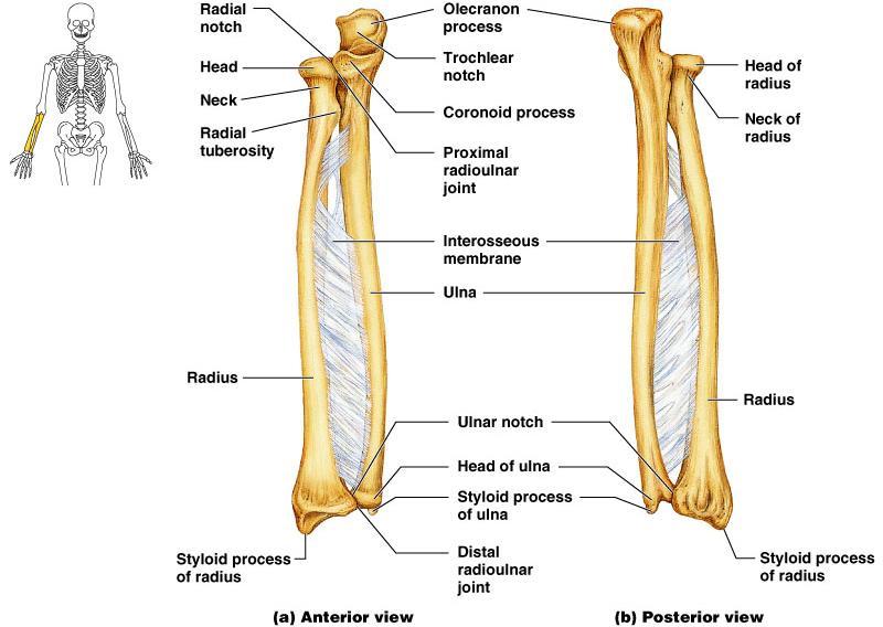 o Ulna The ulna lies medially in the forearm and is slightly longer than the radius (non thumb side) Forms the major portion of the elbow joint with the humerus o Radius The radius lies opposite the