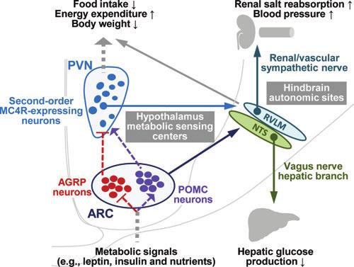 Hypothalamic inflammation and nutritional diseases Cai & Liu Figure 2. Hypothalamic regulation of body weight, glucose, and cardiovascular homeostasis.