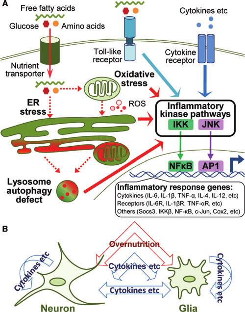 Hypothalamic inflammation and nutritional diseases Cai & Liu Figure 1. Signaling cascades of metabolic inflammation in the hypothalamus.