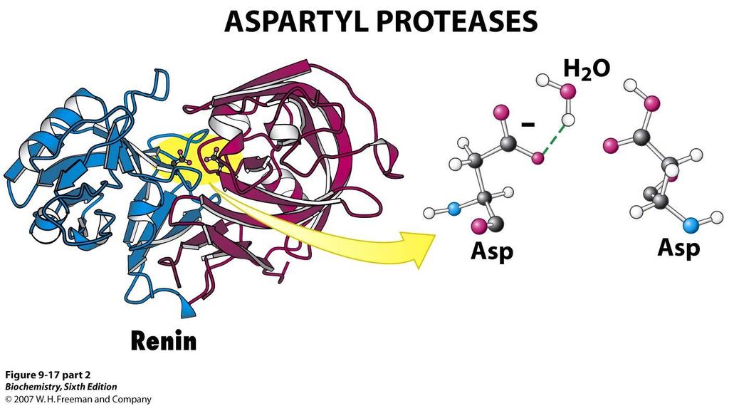 Proteases and