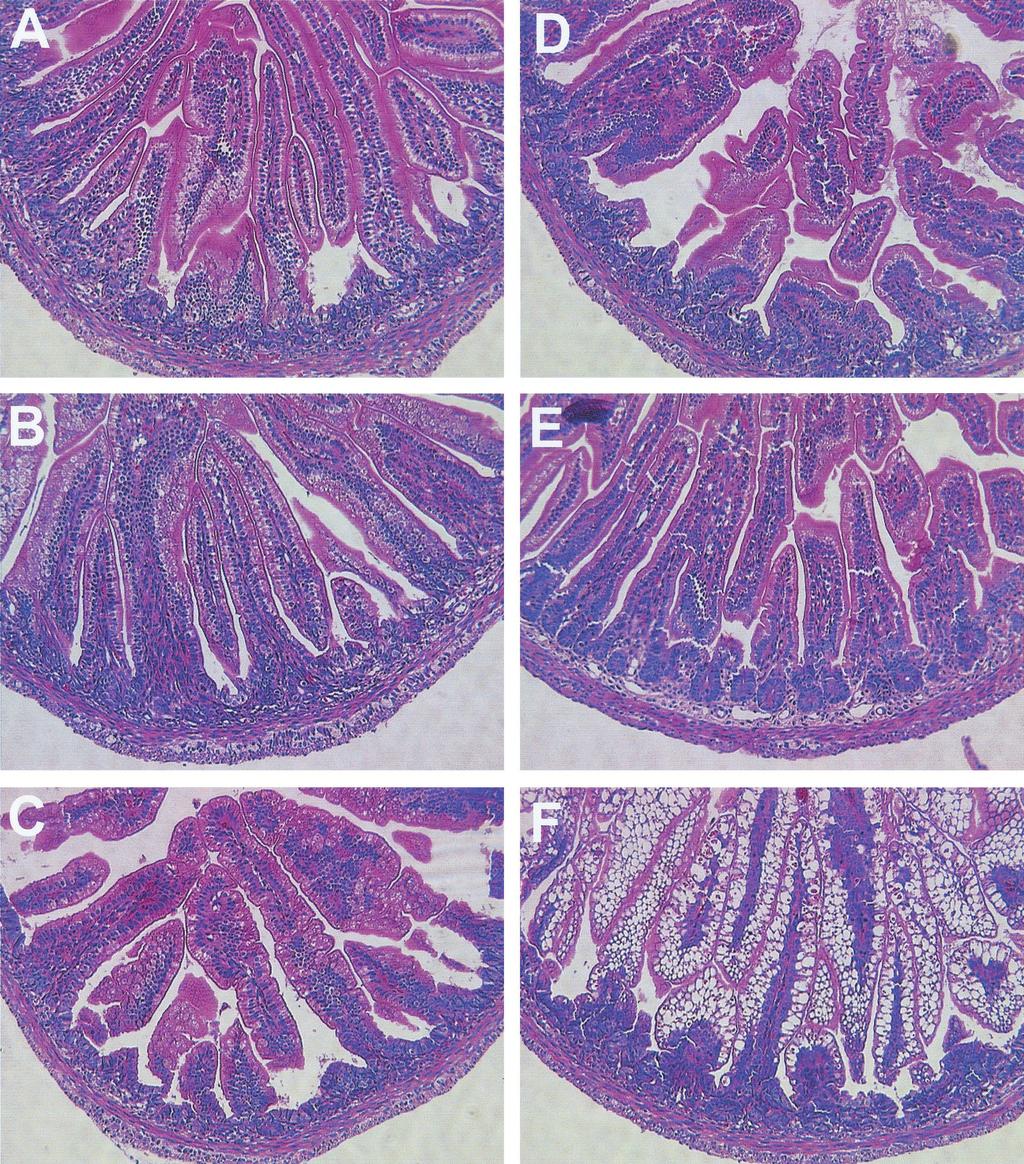 VOL. 76, 2002 RAT MODEL OF GROUP A ROTAVIRUS INFECTION 49 FIG. 5.