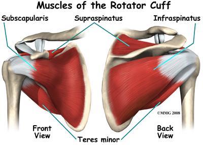 The main muscles of the shoulder are the ROTATOR CUFF MUSCLES.