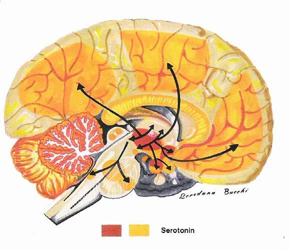 U perifernom dijelu organizma serotonin je uključen u razne fiziološke procese, a u mozgu ima ulogu neurotransmitera. 1.1.2.