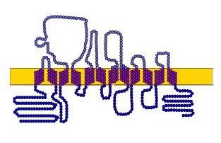 Slika 1.3. Prikaz proteinskog serotoninskog prijenosnika smještenog na membrani trombocita i serotoninergičnih neurona. Sarži 12 transmembranskih podjedinica. (preuzeto s www.shockmd.