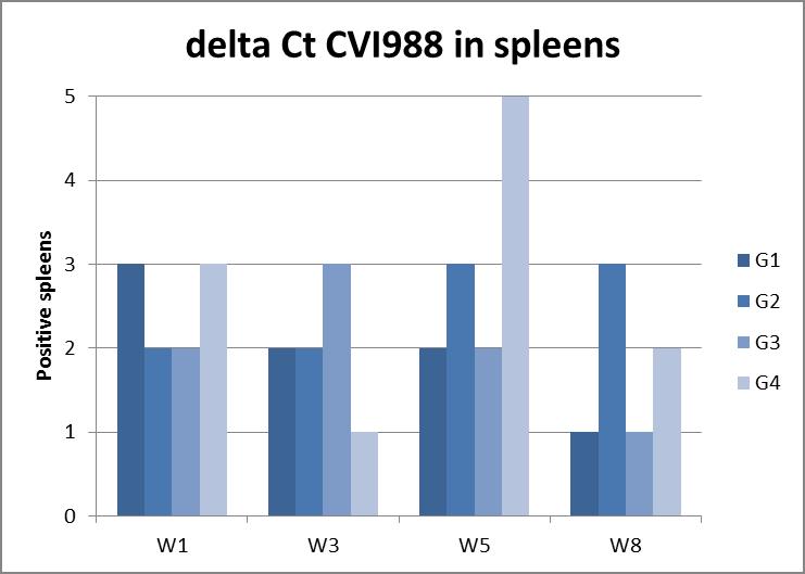 Figure 6: CVI988 qpcr on spleens - quantification.