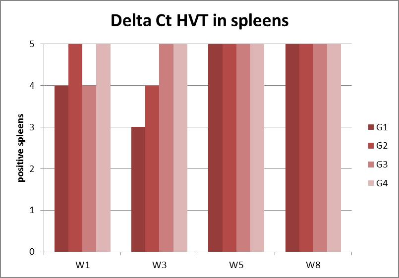 Figure 2: HVT qpcr on spleens - quantification.