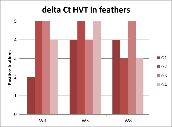 Figure 4: HVT qpcr HVT on feathers - quantification.