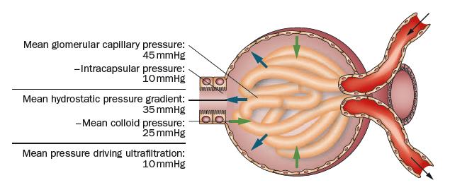 Glomerular filtration Minor changes in perfusion pressure can reduce GFR