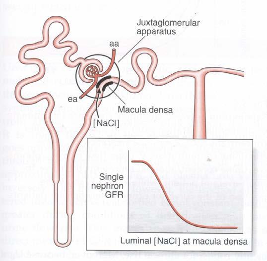 A vascular system that regulates peripheral vascular resistance, blood pressure and glomerular filtration, while responding to the tubular load and