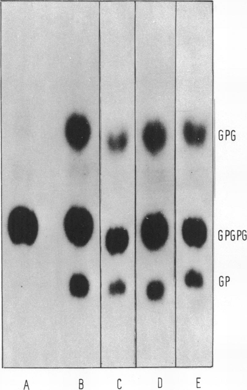 parainfluenzae and E. coli the phospholipase D was found to attack only cardiolipin among the common naturally occurring phosphoglycerides tested. Using extracts from E.
