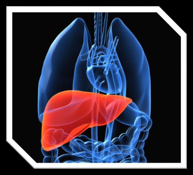 What does the liver do?